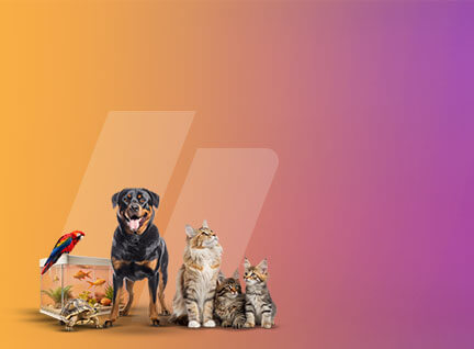 Pets