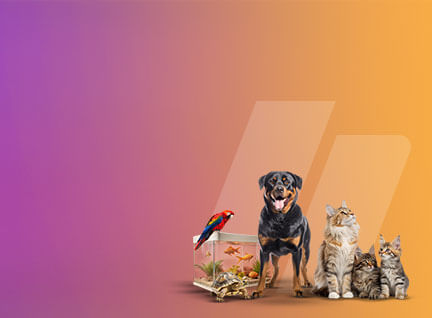 Pets