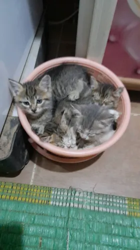 قطط كيوت 