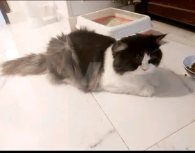 قطط