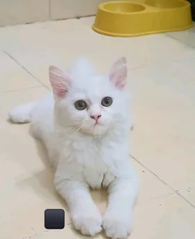 سيبما 