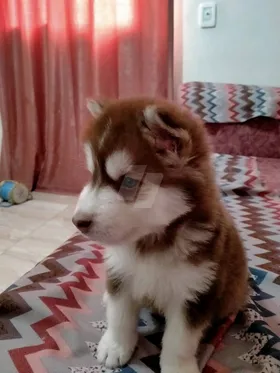 كلب هاسكي
