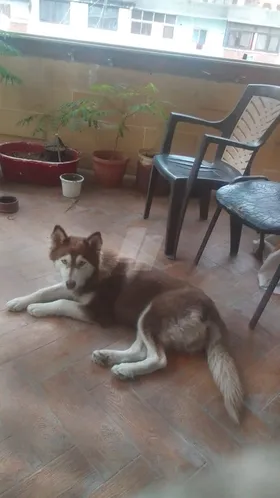 Siberian Husky