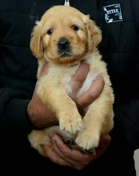 Golden retriever