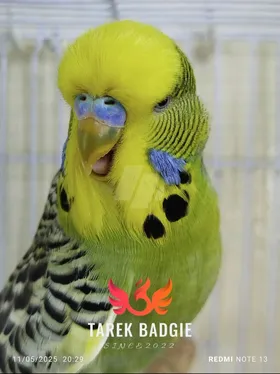 بادجي انصاص