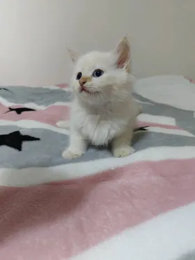 قط شيرازي بيور