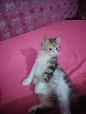 القطه سكر شيرازي 