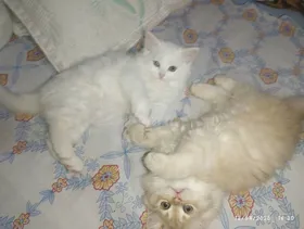 ولدين شيرازي 