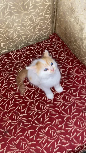 قطط شيرازي
