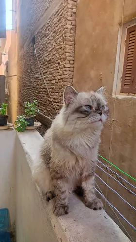 قط هيمالايه