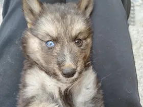 Female puppy for sale