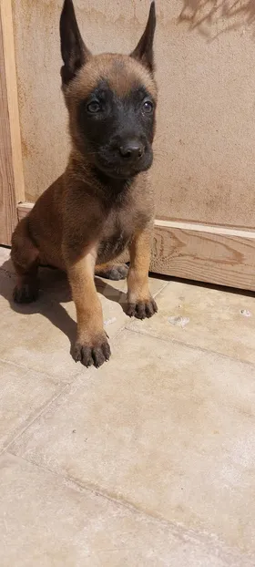 malinois puppies جراوي مالينو 