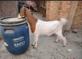 ماعز