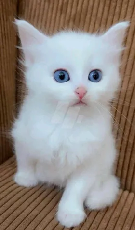 كيتن 