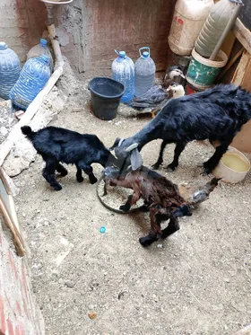 جديين و معزه 