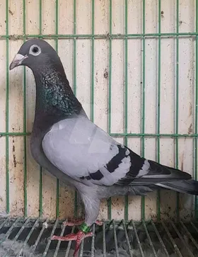 نتايه ازازيه وارد الخارج 