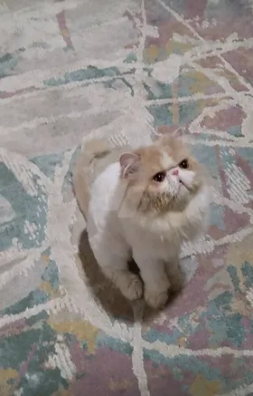 قط ذكر فإن كريم اند وايت 
