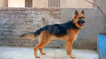 German Shepherd 