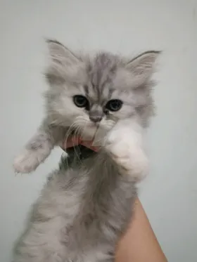 قطه 