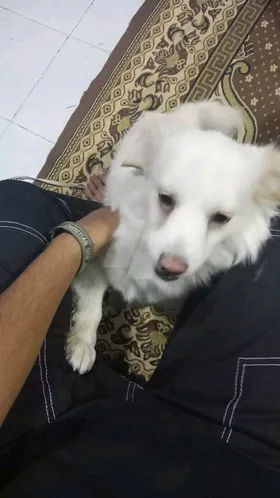 لولو
