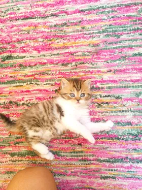 scottish fold 