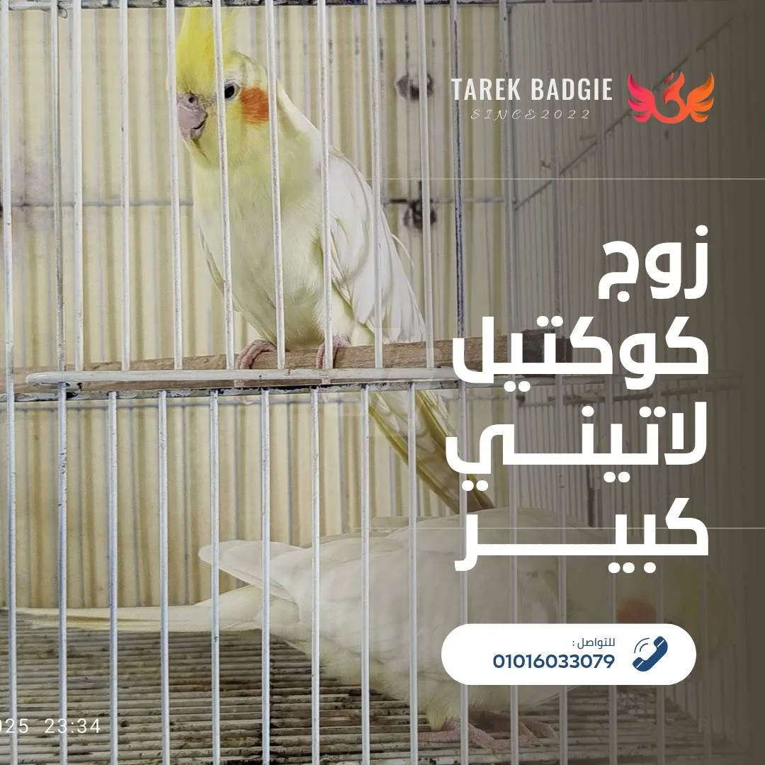 https://4swapp.azureedge.net/4swapp/media/cover/638870559589047804/7cf042f0-4db0-4a01-8b56-84b66fcc6439