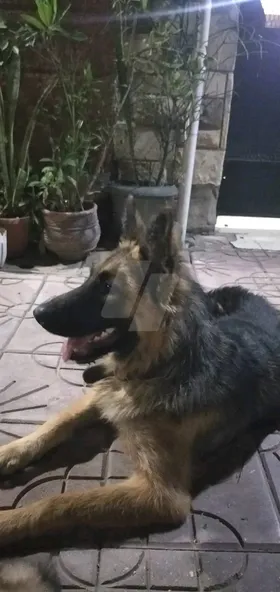 ليته