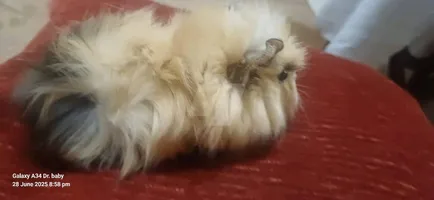 كاڤي غنيا بيج