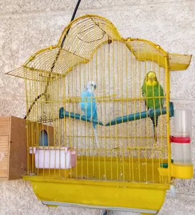 Birds زوج استرالى وكناري