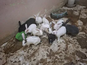 أرنب با ٢٠٠ ج 