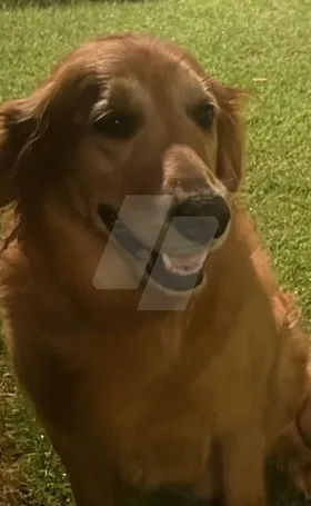 جولدن بيور
