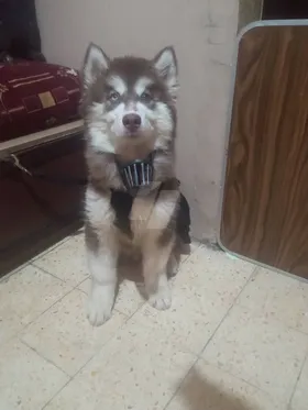 هاسكي سيبيري 