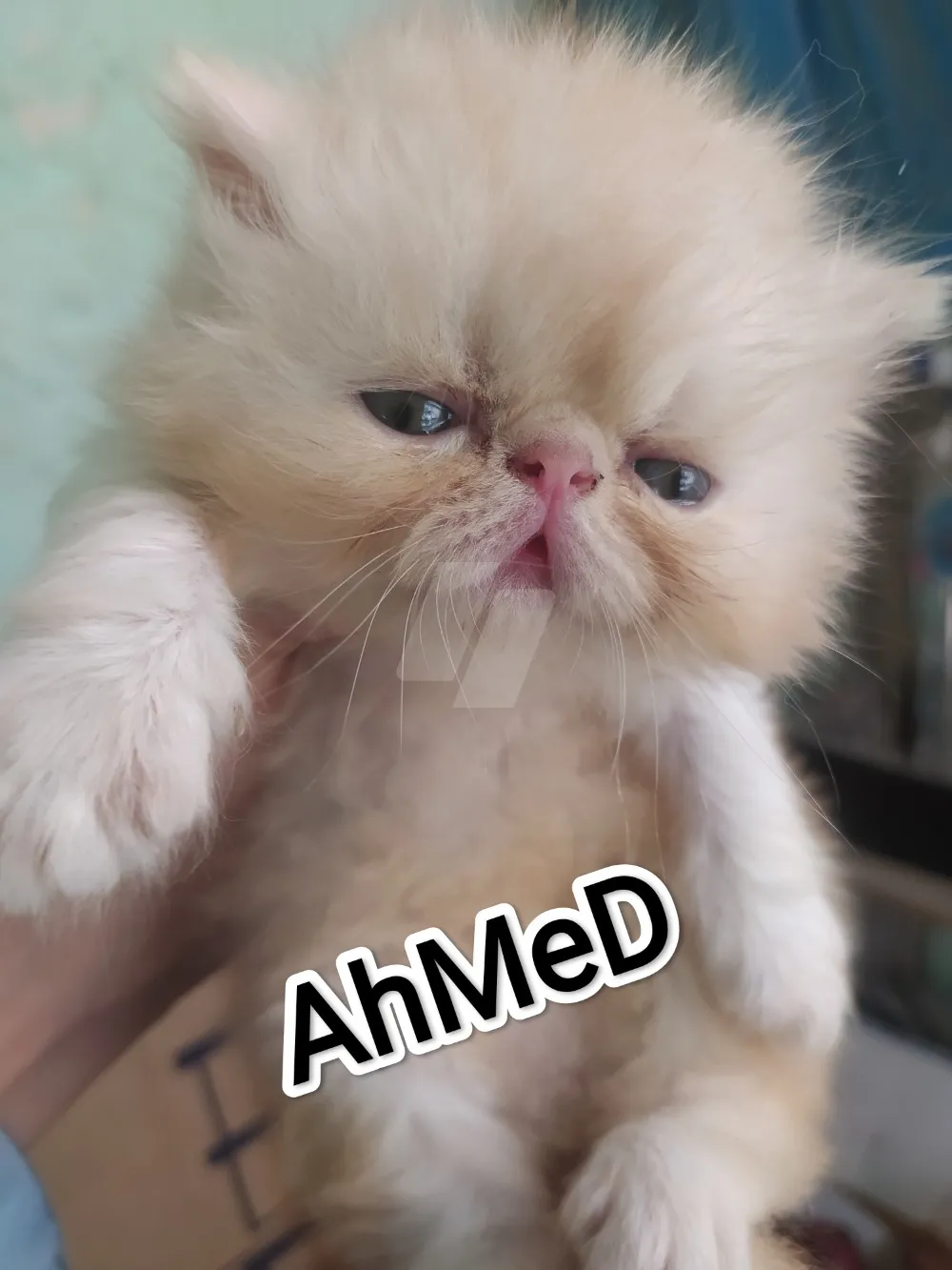 https://4swapp.azureedge.net/4swapp/media/cover/638884574545402550/ff14ef46-10f2-4225-b732-2ca42d6fbd92