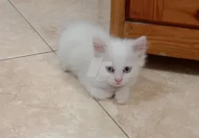 قطط
