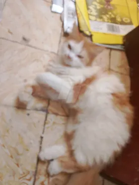 قطه
