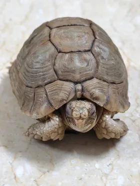 (Testudo kleinmanni)سلحفاه مصرية  