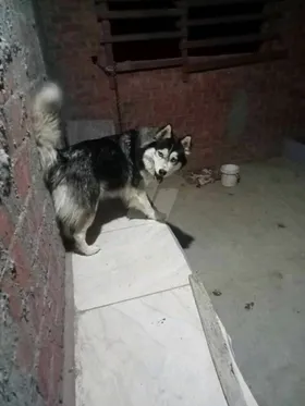 هاسكي 