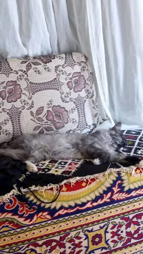 قطه