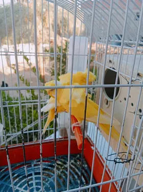 عصفور فلل
