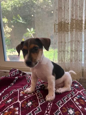 Jack Russel 