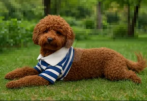 Toy poodle