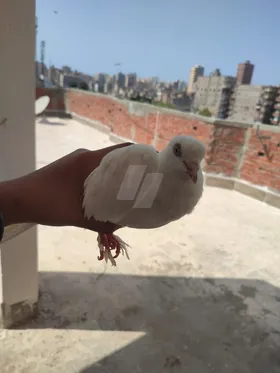 حمام
