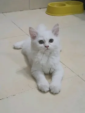 سيبما 