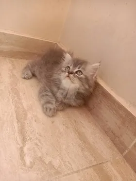 قطط