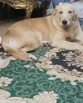 جولدين 