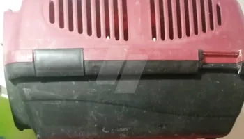 بوكس قطط 