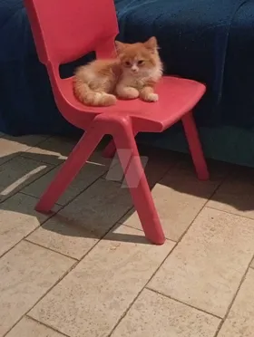 قطط شيرازي رومي 