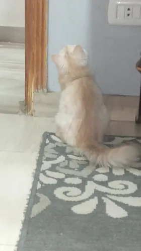 قط شيرازي 