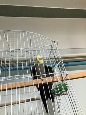 🦜 للبيع: طائر كوكتيل ذكر أليف ونشيط