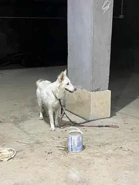 White German shepherd 